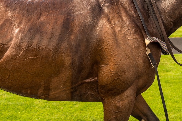 Betting on the Kentucky Derby